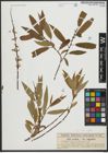 Foto von Salix rigida Muhl.